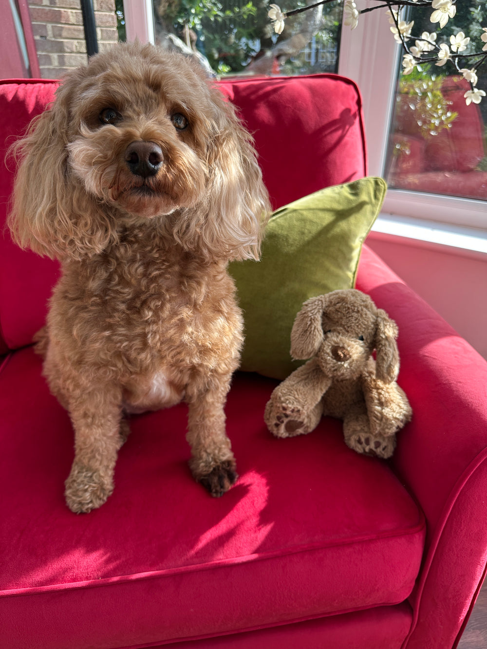 The Umpie Dog and friend